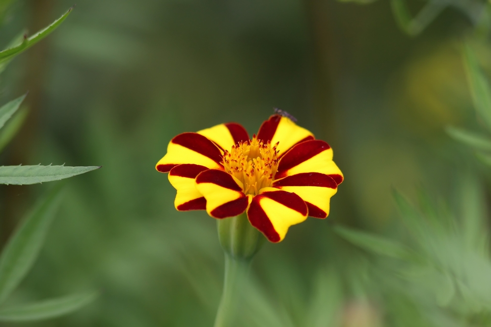 Tagetes