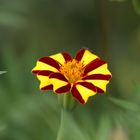 Tagetes