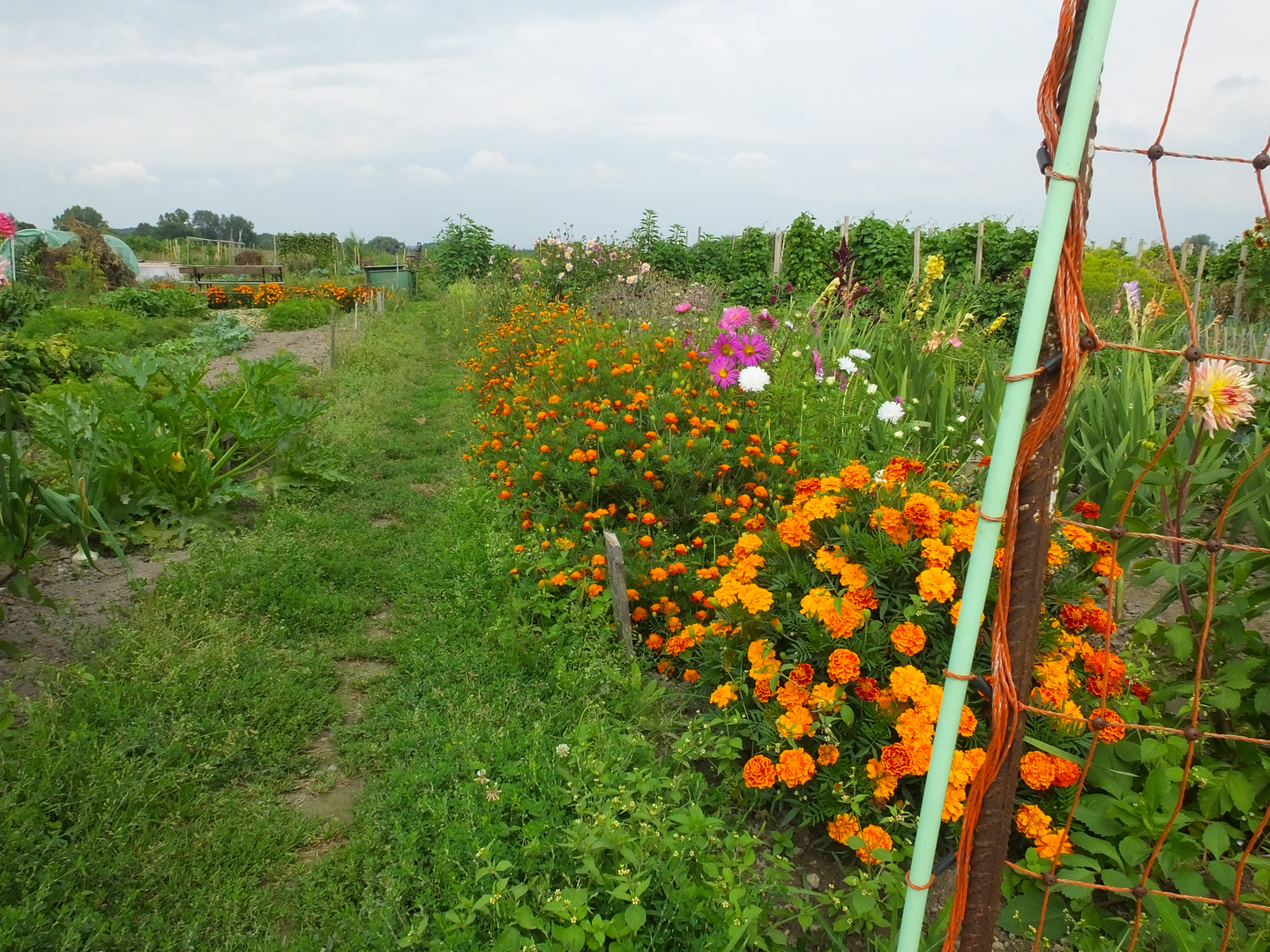 Tagetes