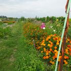 Tagetes