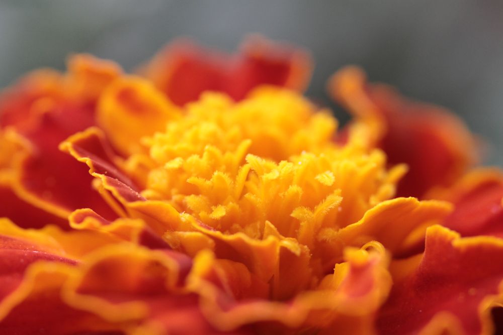 Tagetes