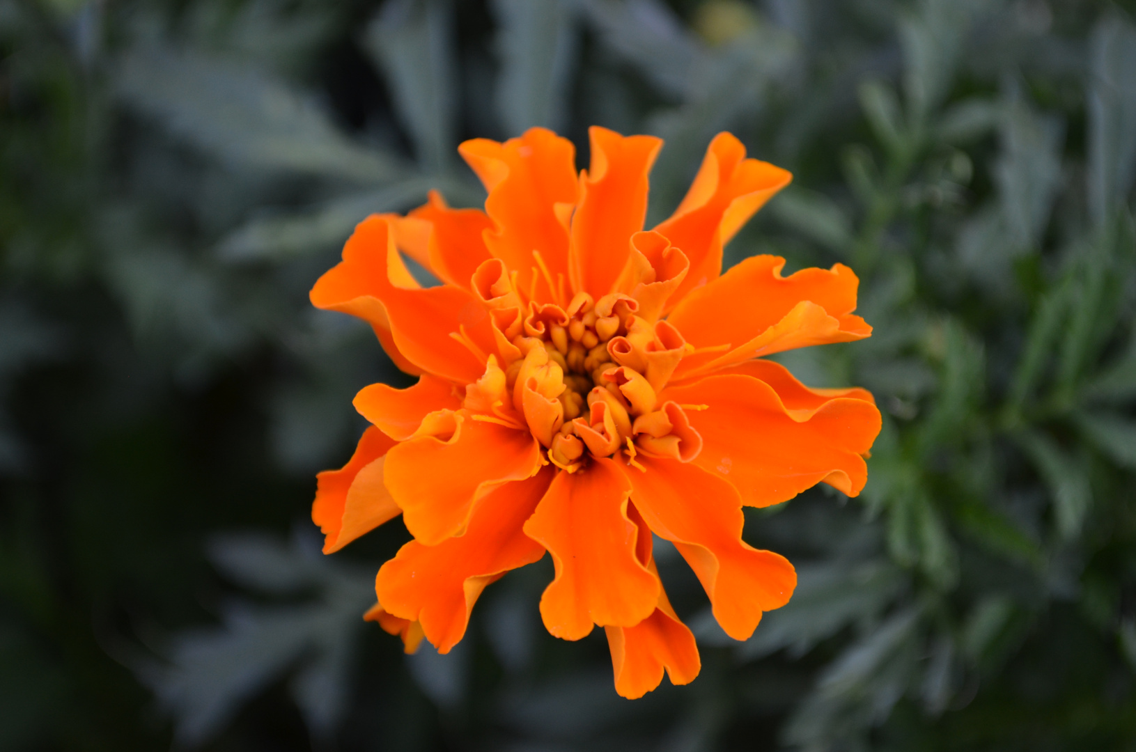 Tagetes