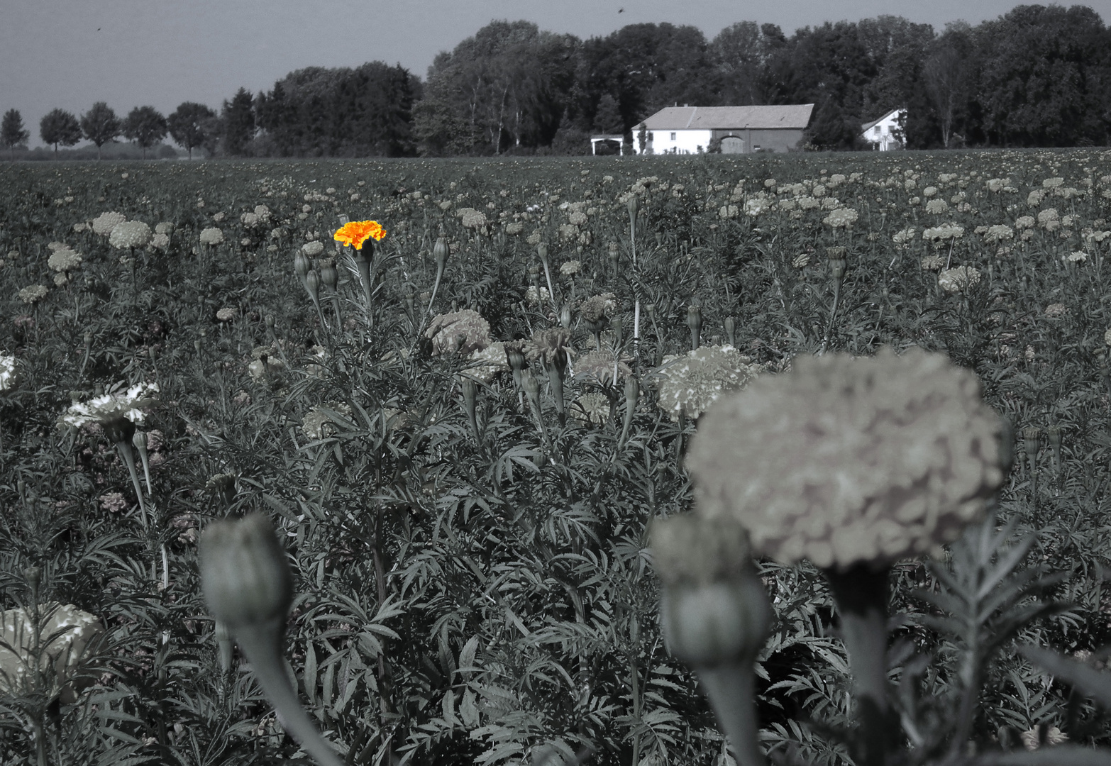 Tagetes