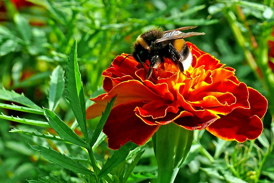 Tagetes