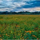 Tagetes.