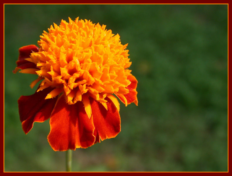 Tagetes