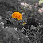 Tagetes ...