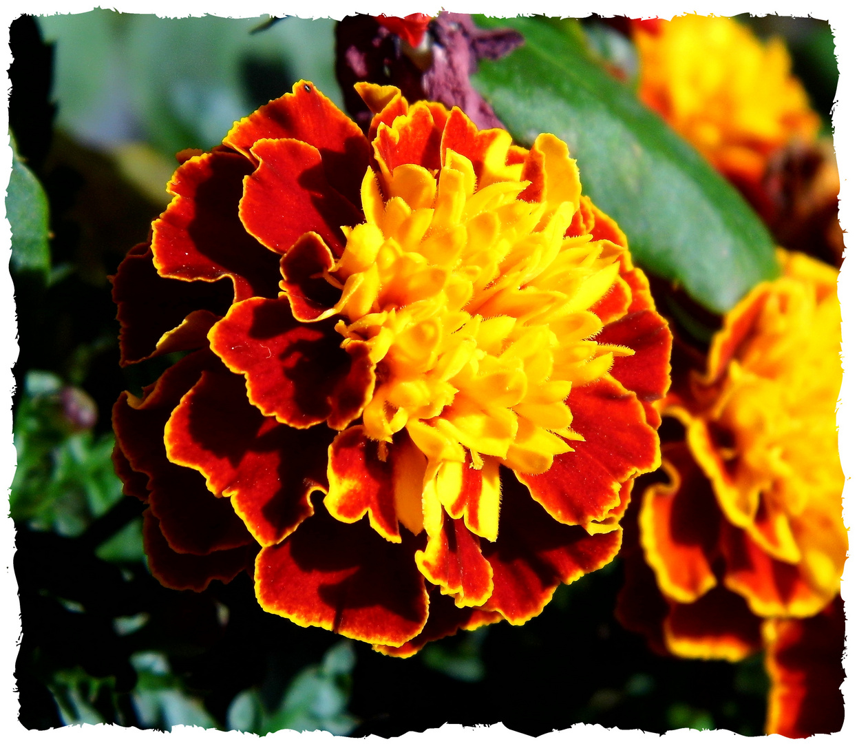 Tagetes