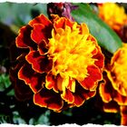 Tagetes