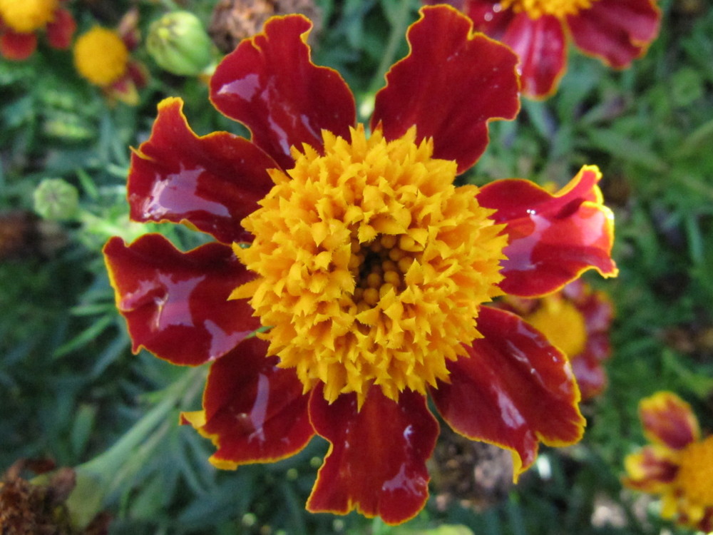 Tagetes