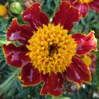 Tagetes