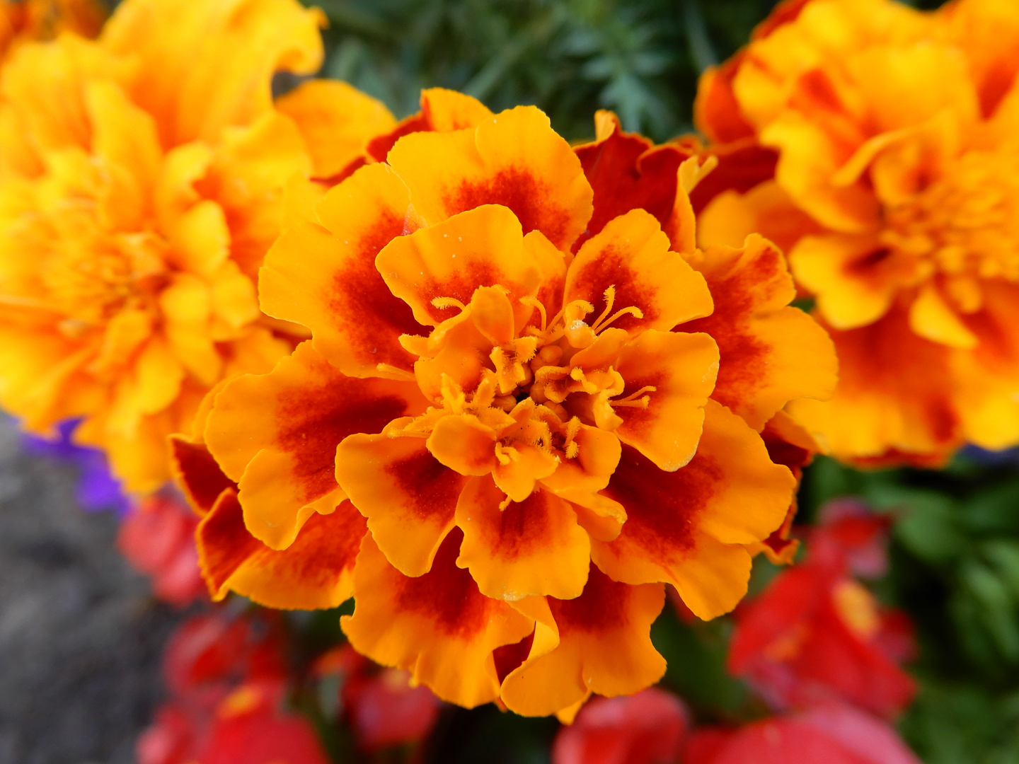 TAGETES