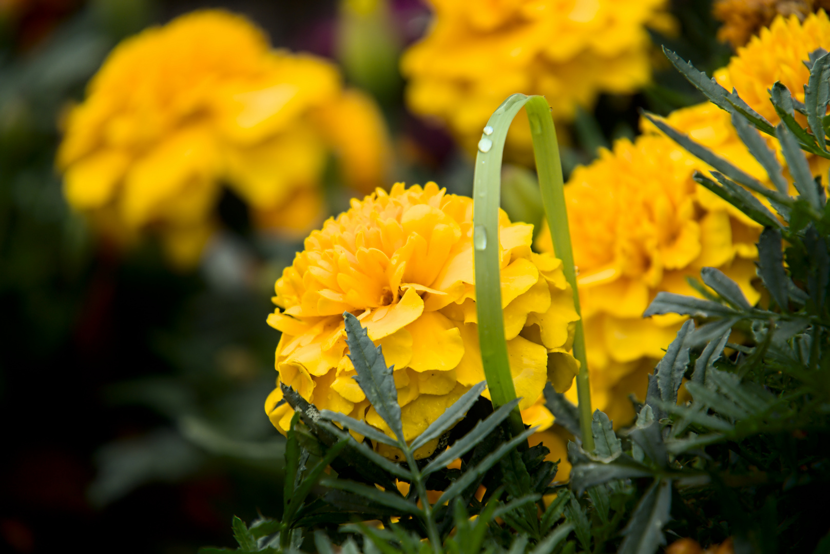 Tagetes