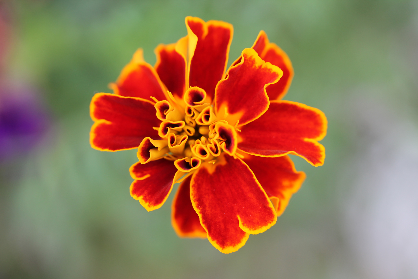 Tagetes