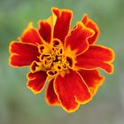 Tagetes