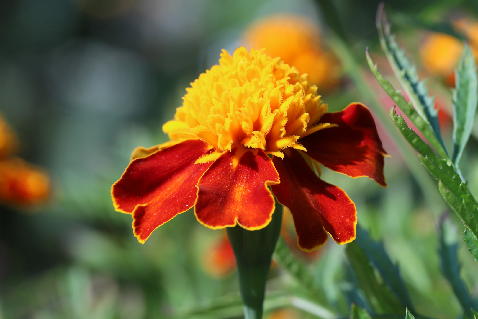 Tagetes