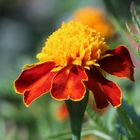 Tagetes