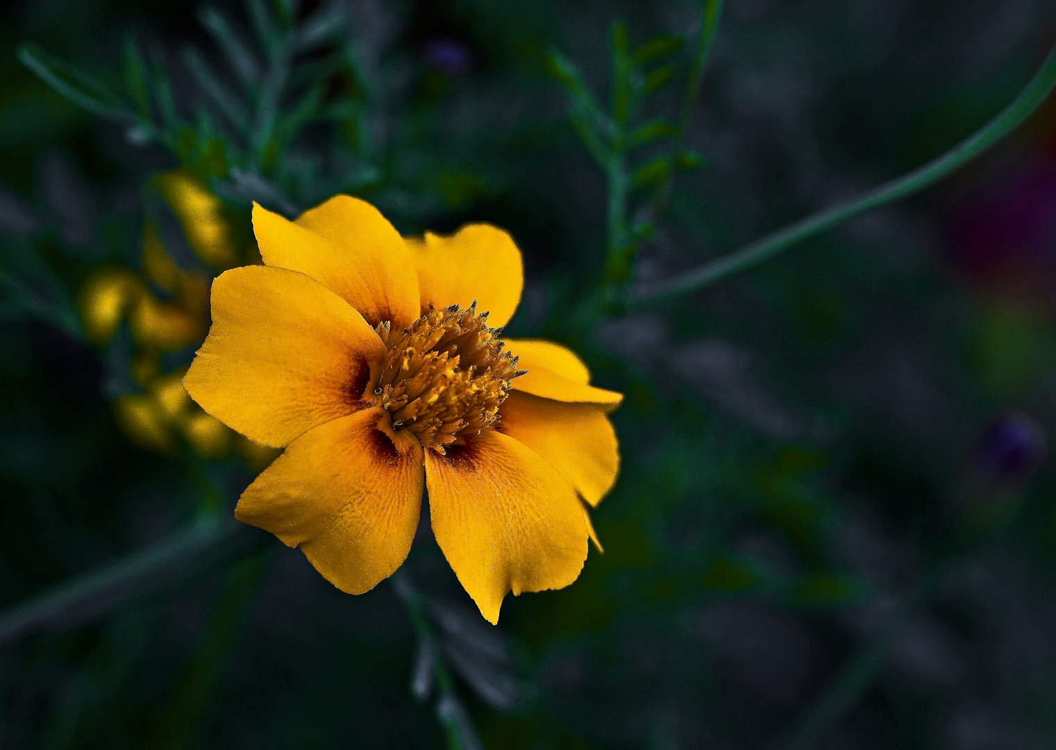 Tagetes