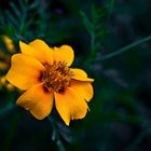 Tagetes