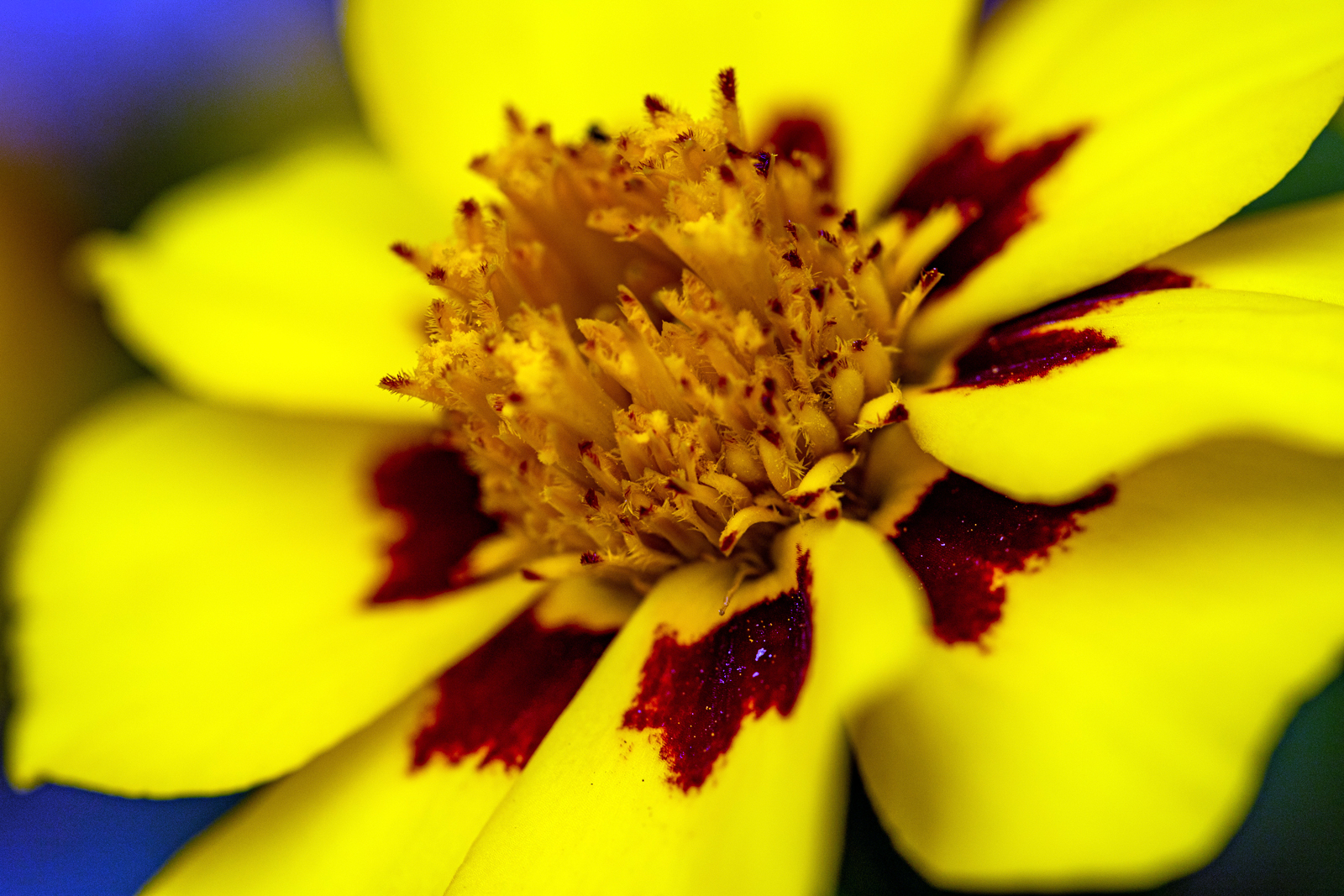 Tagetes