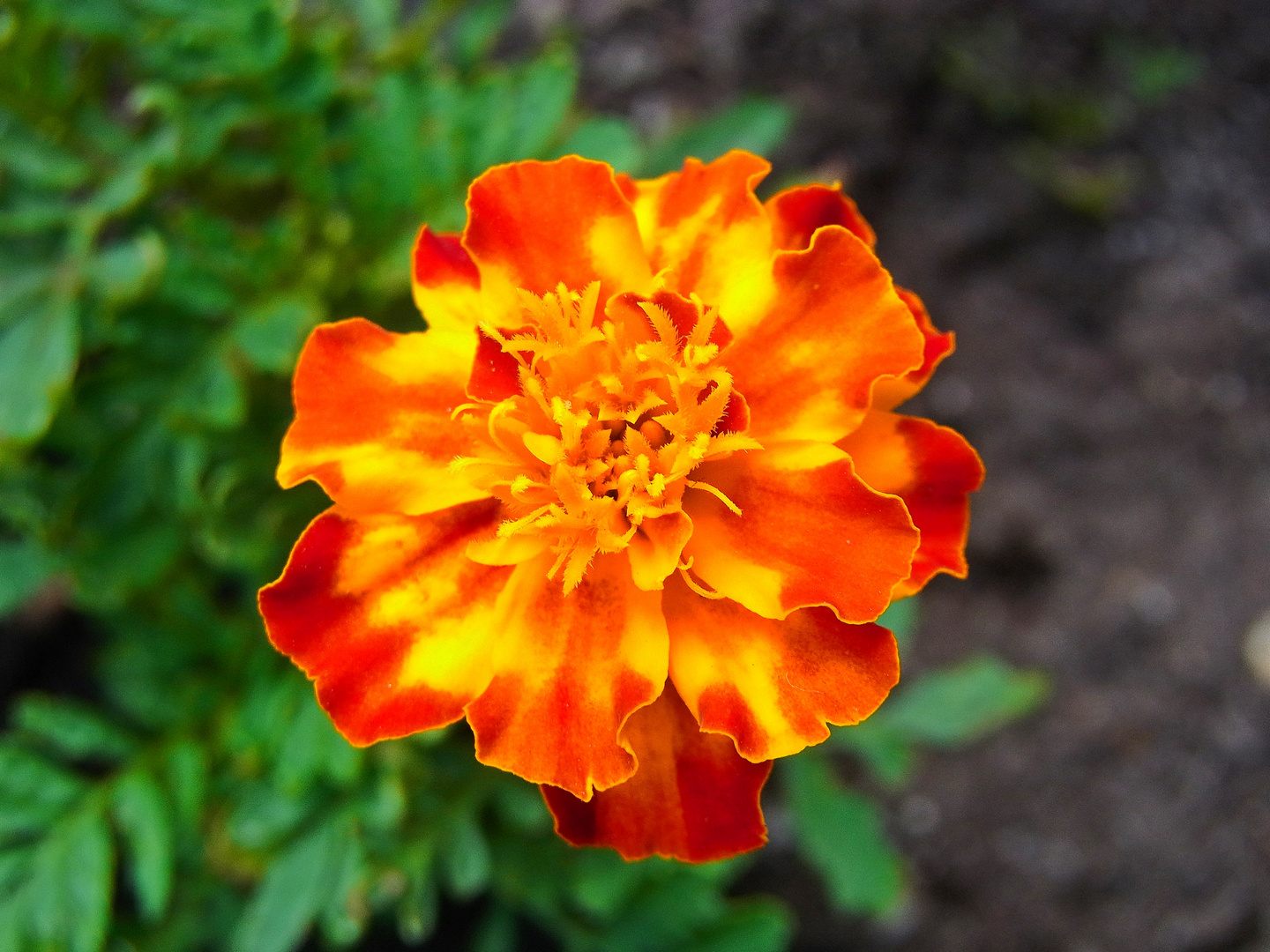 Tagetes