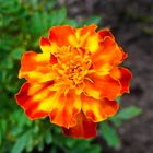 Tagetes