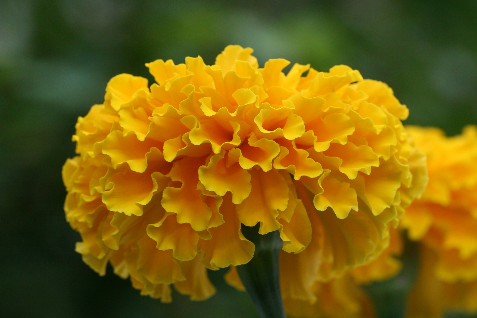 Tagetes