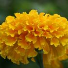 Tagetes