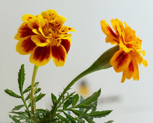 Tagetes