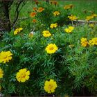 Tagetes