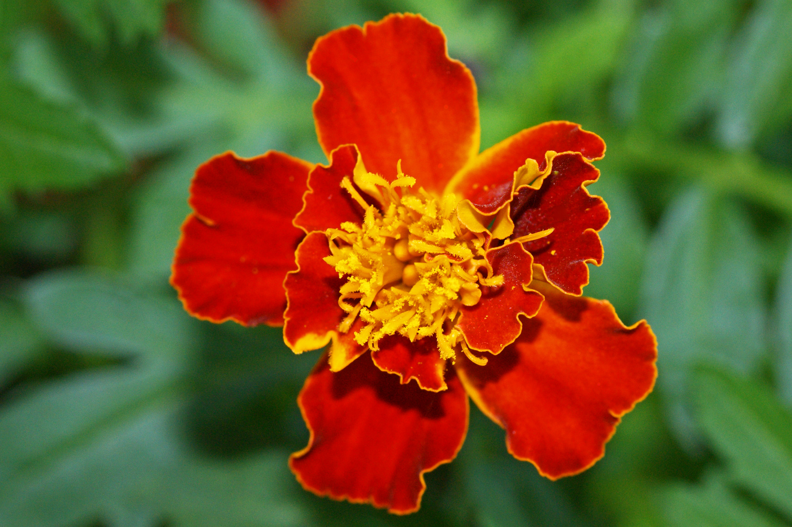 tagetes