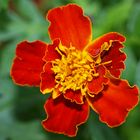 tagetes