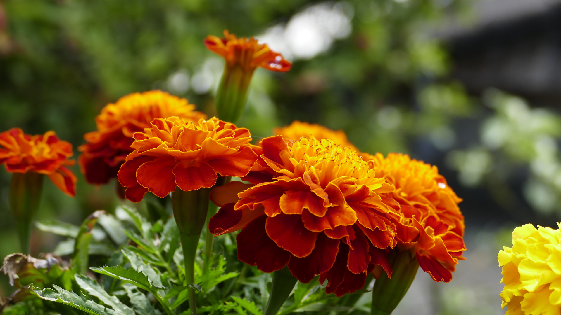 Tagetes als Nahaufnahme