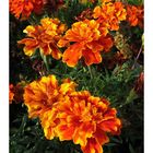 Tagetes-Aquarell