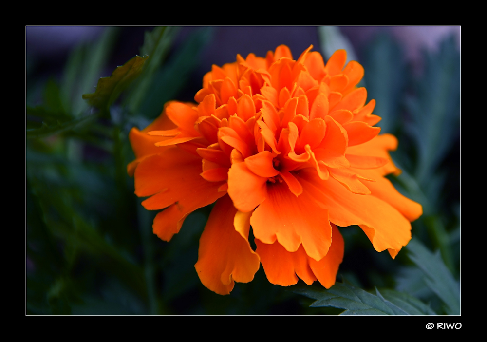 Tagetes aus unserem Garten.....