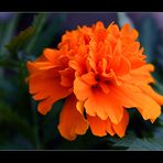 Tagetes aus unserem Garten.....