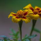 Tagetes