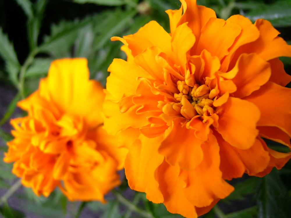 Tagetes...