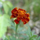 Tagetes