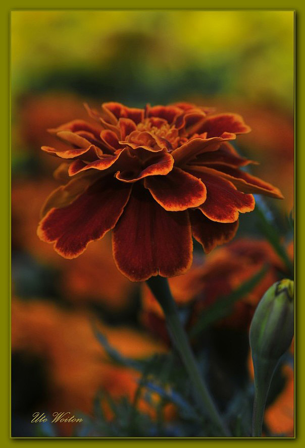 Tagetes