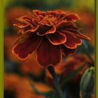 Tagetes