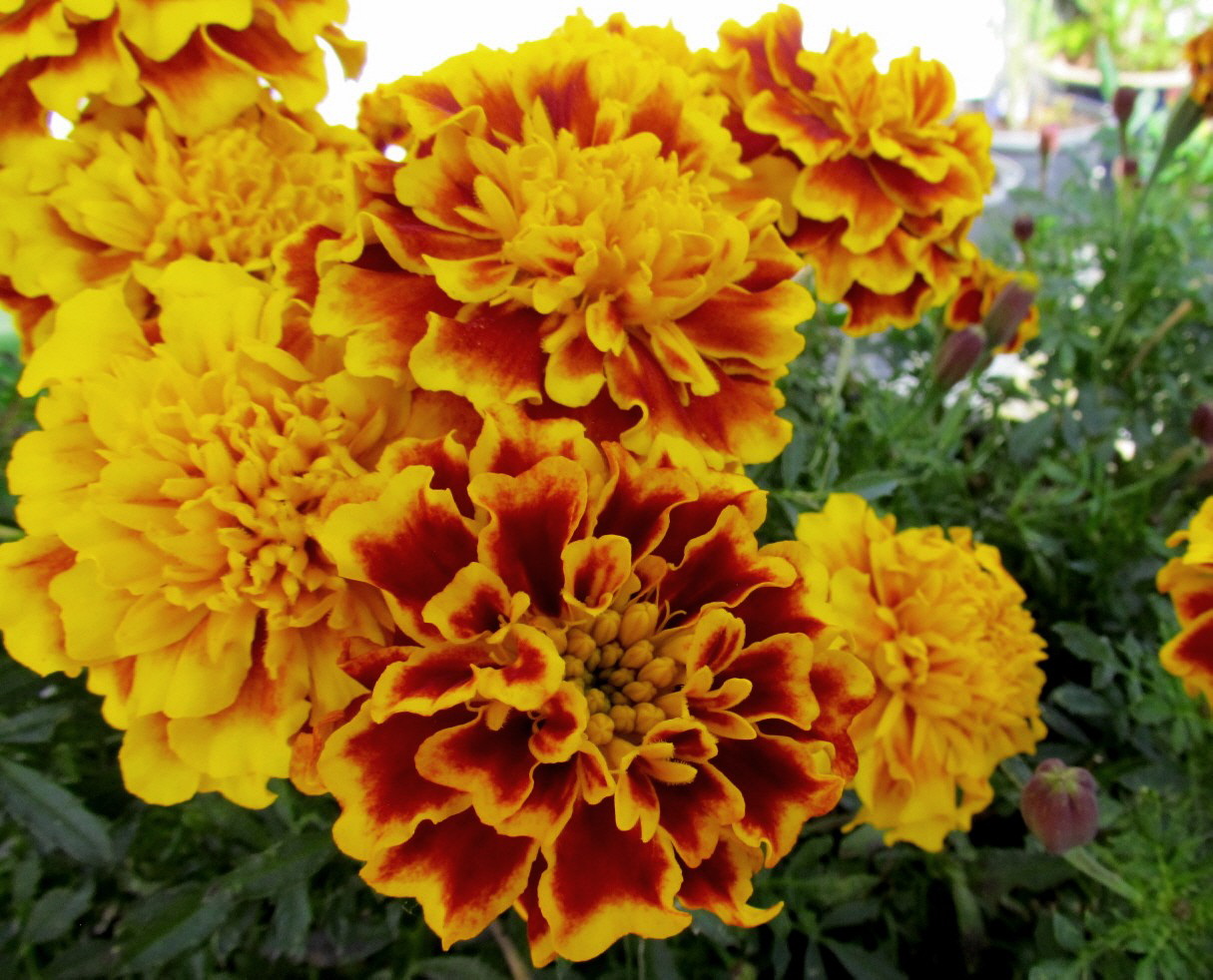 Tagetes