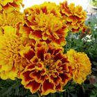 Tagetes