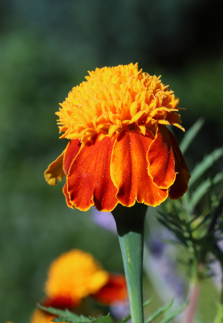 Tagetes