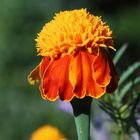 Tagetes