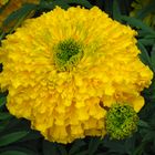 Tagetes