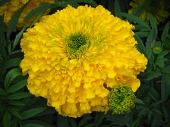 Tagetes