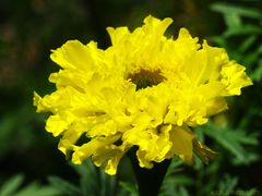 ... Tagetes ....