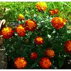 Tagetes