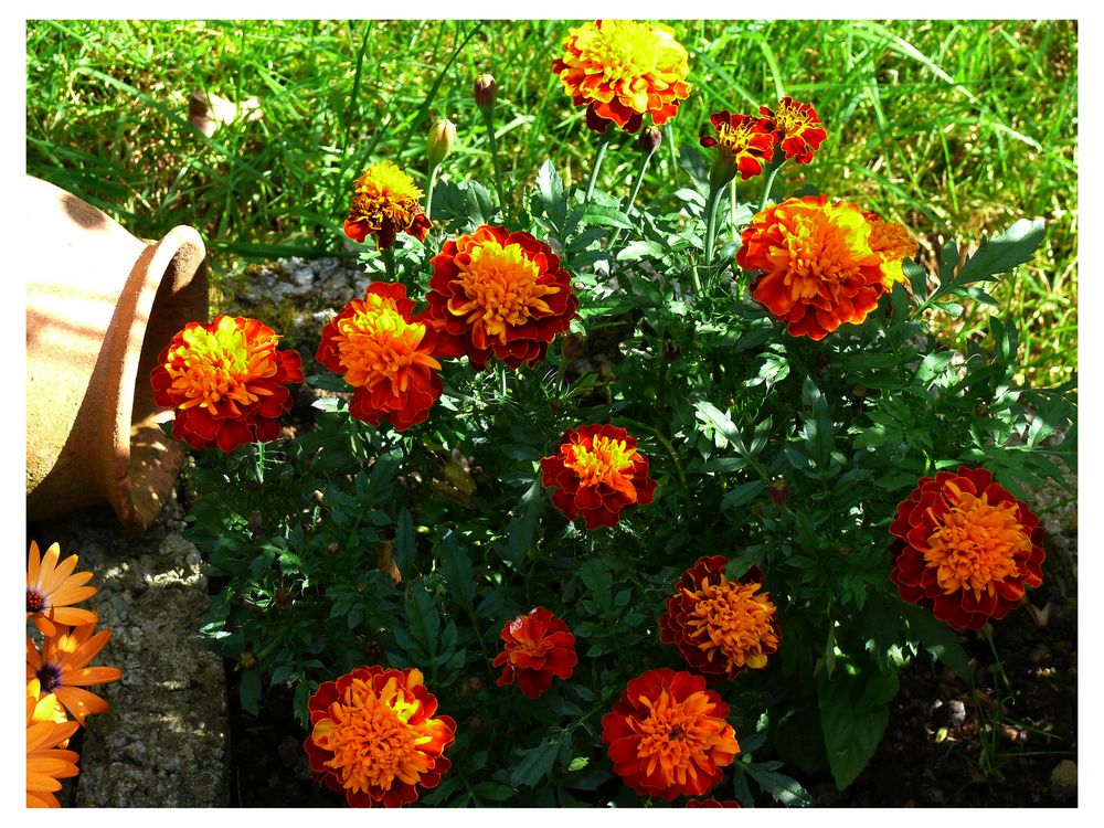 Tagetes